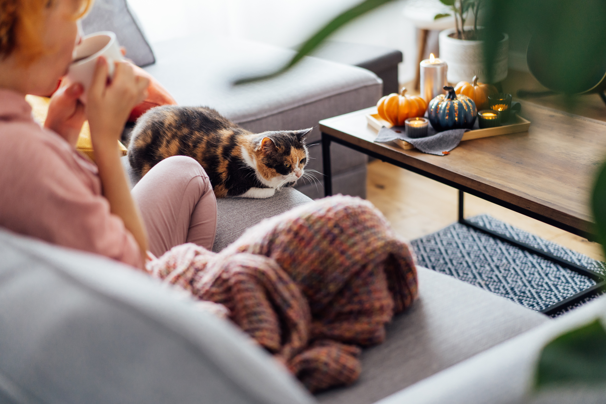 Multi colored cat sitting with a woman who is drinking hot tea and watching TV on the sofa.